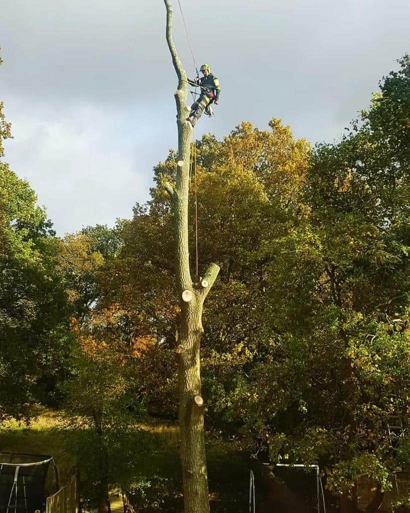 This is a photo of an operative from LM Tree Surgery Whiteley felling a tree. He is at the top of the tree with climbing gear attached about to remove the top section of the tree.