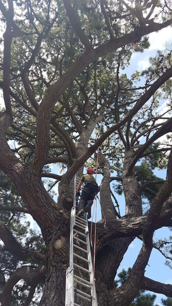 This is a photo of a very large tree with a ladder resting on it and an operative from LM Tree Surgery Whiteley climbing up it to carry out tree surgery