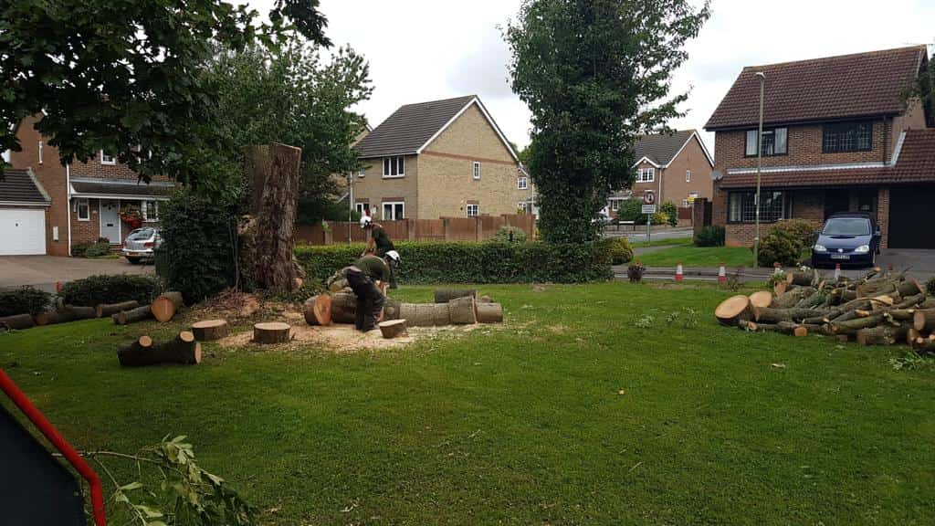 This is a photo of a tree that has been cut into sections on a communal area, and is now being removed from site. Works undertaken by LM Tree Surgery Whiteley