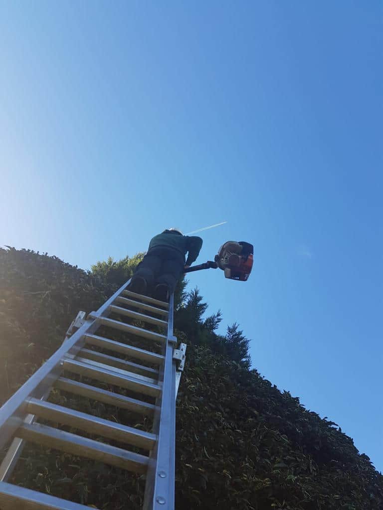 This is a photo of an operative from LM Tree Surgery Whiteley up a ladder rested on a hedge with a petrol strimmer.