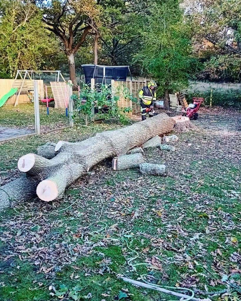 This is a tree laying on the ground of a garden that has just been felled by the operatives from LM Tree Surgery Whiteley