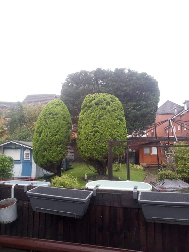 This is a photo of two tree in a garden that have just been trimmed. They have been sculpted by the operatives of LM Tree Surgery Whiteley