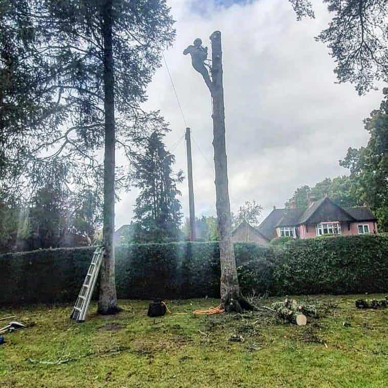 This is a photo of a tree that is being removed, there is just the trunk remaining and the operative from LM Tree Surgery Whiteley is at the top cutting a section of it off.