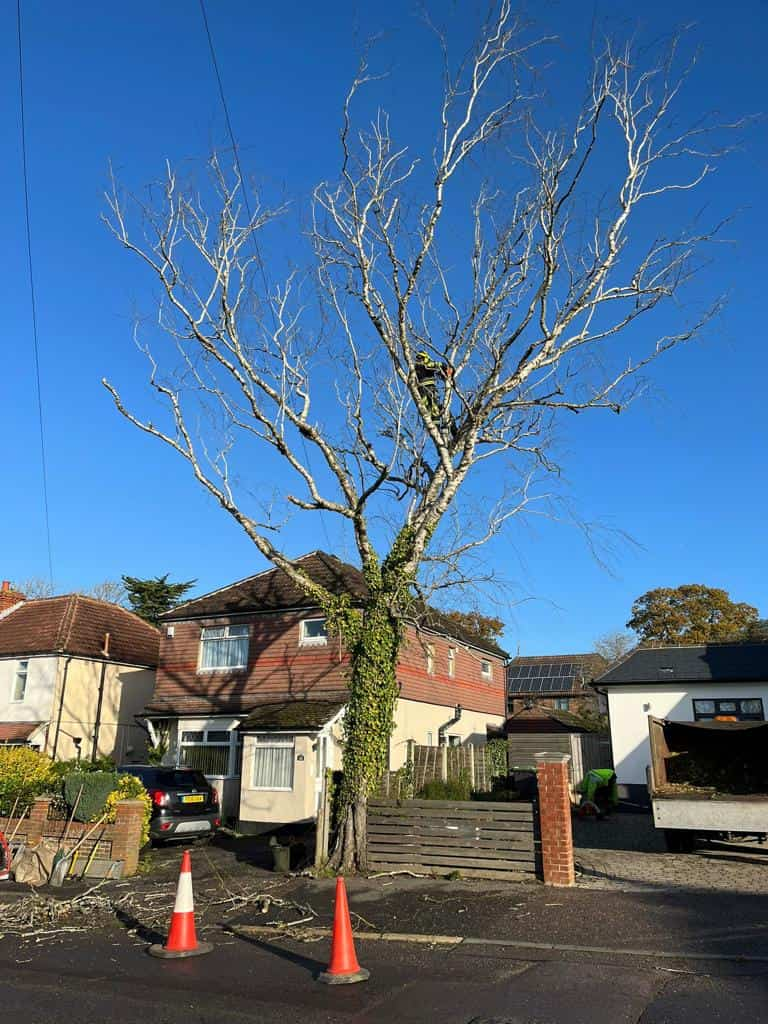 This is a photo of a tree on the pavement that is having limbs removed which are near to power lines. Works undertaken by LM Tree Surgery Whiteley