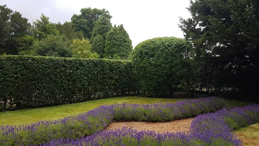 This is a photo of a garden hedge that has just been trimmed by LM Tree Surgery Whiteley